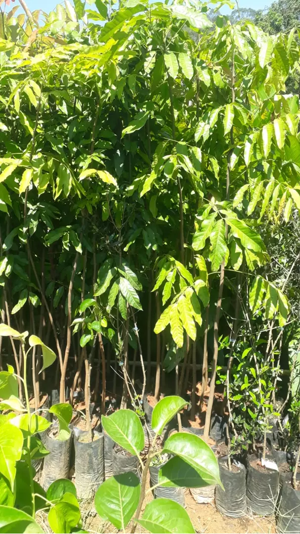 Imagem Segundaria do Produto